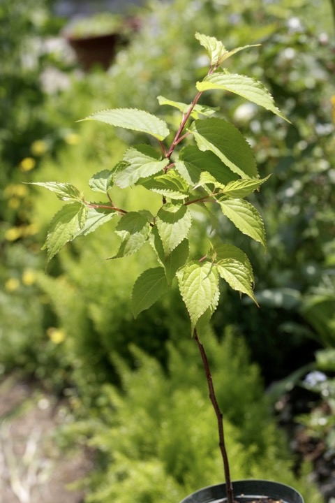 ３年目のキブシ