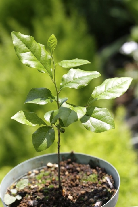 ２年目のロウヤガキ