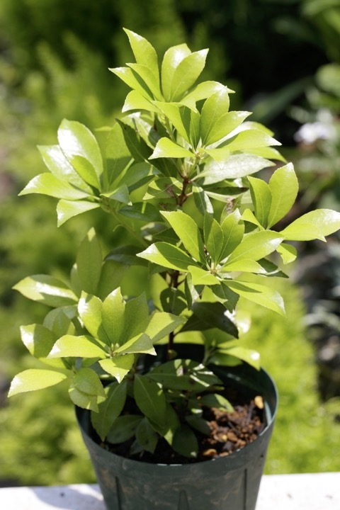 ４年目のネジキ