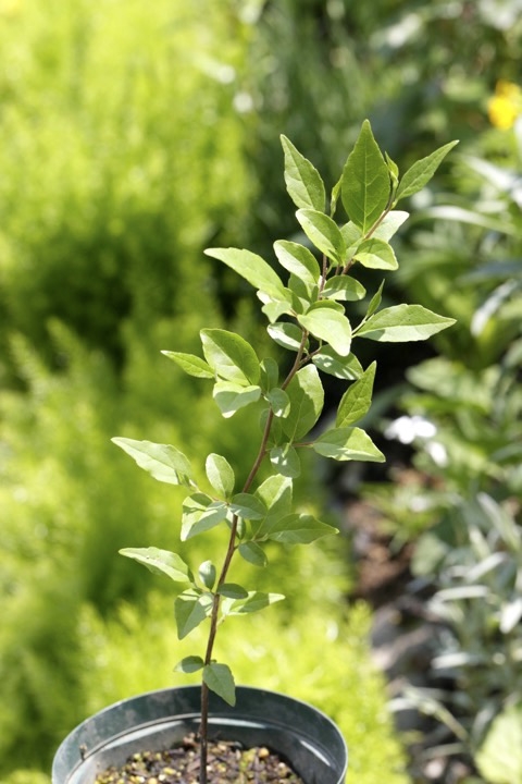 ２年目のエゴノキ