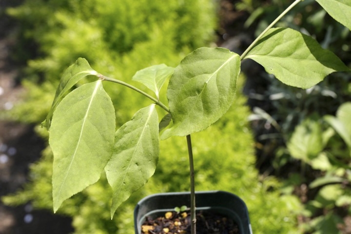 ３年目のツリバナ