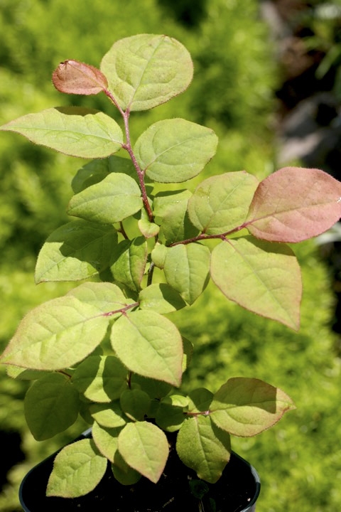 ３年目のナツハゼ