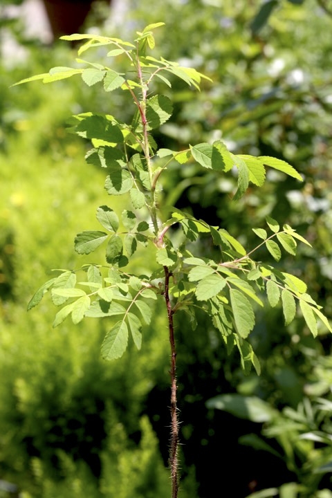 ４年目のタカネイバラ