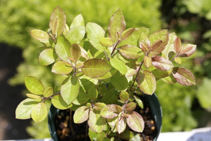 ３年目のバイカツツジ