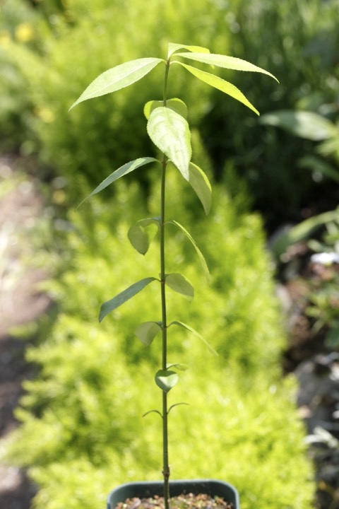 ２年目のコマユミ