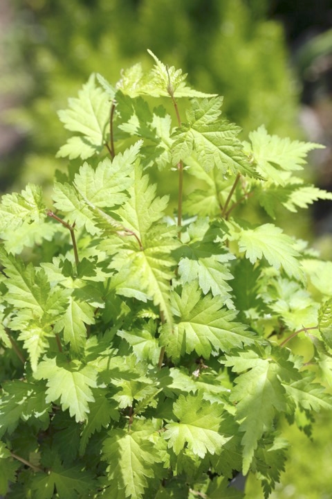 ２年目のコゴメウツギ