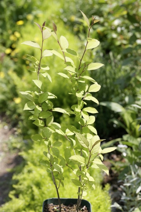 ４年目のウメモドキ