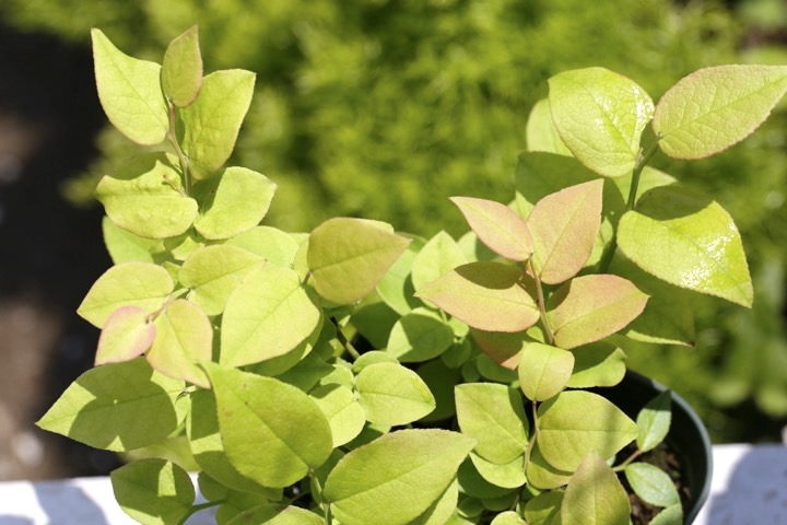 発芽から３年目のアクシバ：５月