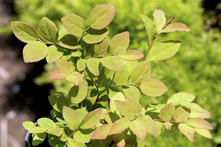 ３年目のカクミノスノキ