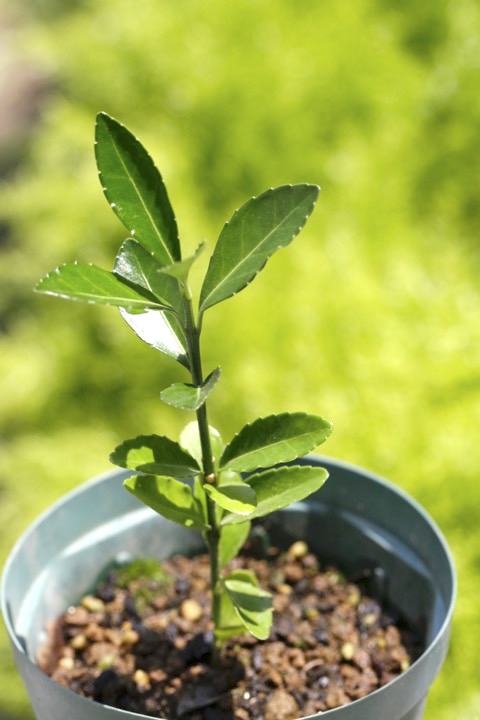 ２年目のマサキ