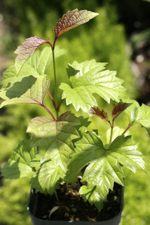 ２年目のカンボク