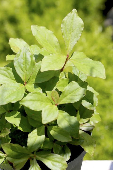 ３年目のホツツジ