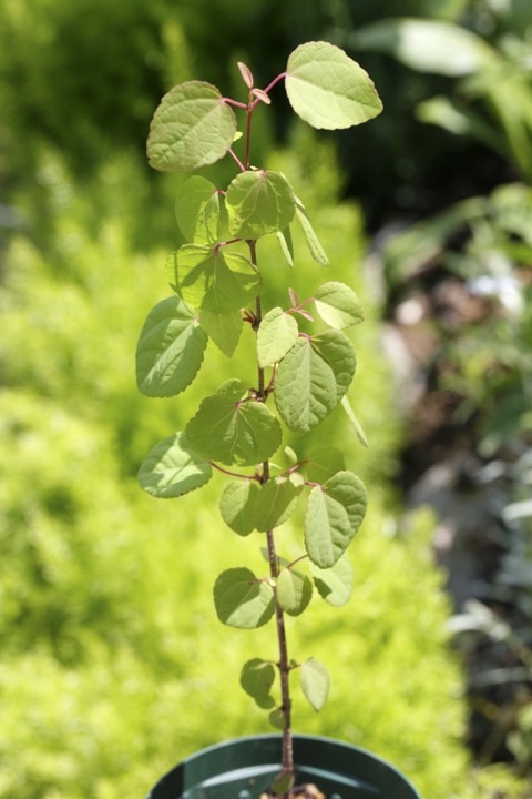 ２年目のカツラ