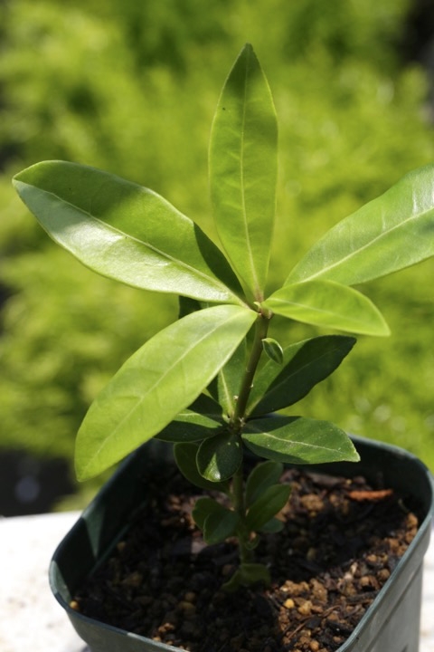 ３年目のミヤマシキミ