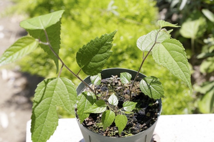 ２年目のコウゾ