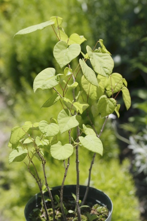 ４年目のハナズオウ