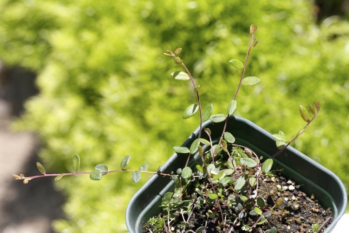 ３年目のツルコケモモ