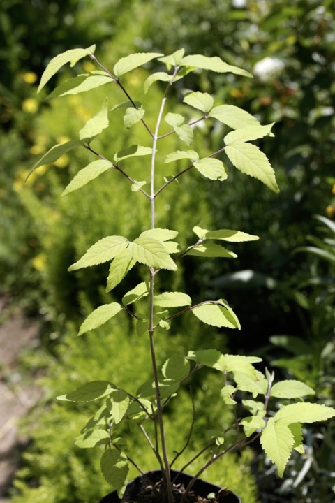 ３年目のヤブムラサキ