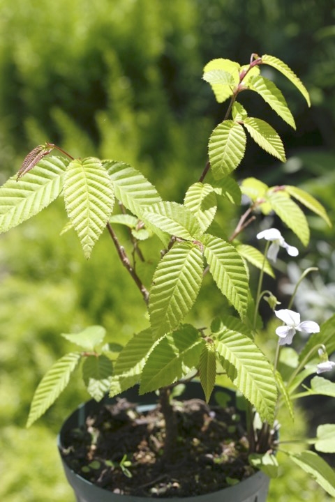 ４年目のサワシバ