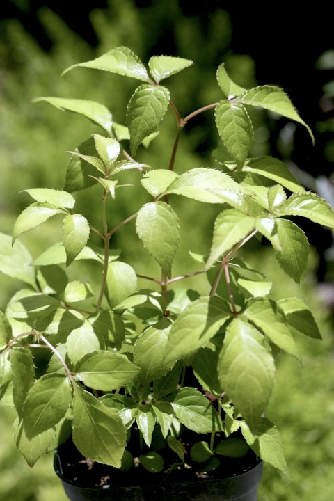 ２年目のミツバウツギ