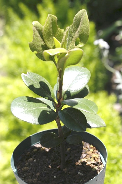 ３年目のシャリンバイ