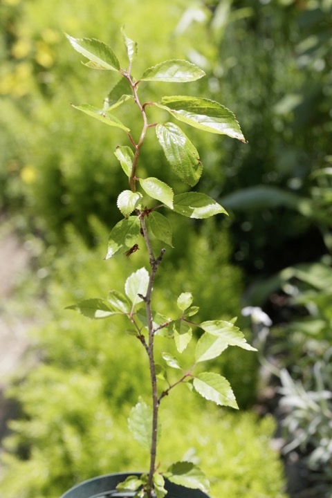 ３年目のヤマザクラ