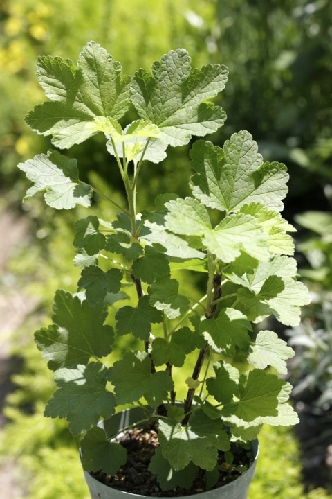 ４年目のフサスグリ