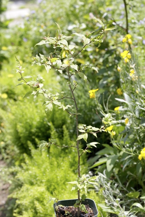 ３年目のニワウメ