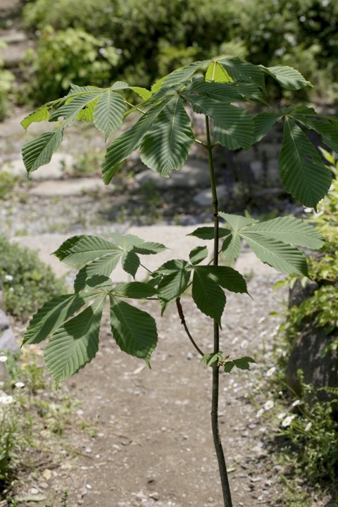 ３年目のトチノキ