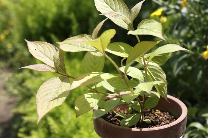 ３年目のベニバナニシキウツギ