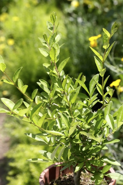 ４年目のイボタノキ