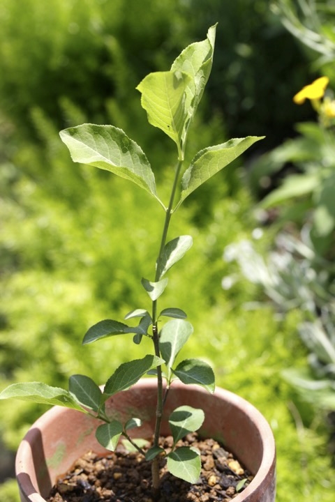 ２年目のマユミ