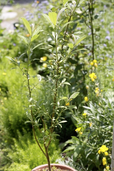 ３年目のトキワサンザシ