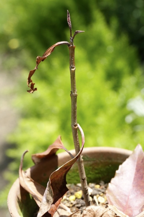 ３年目のサンゴジュ