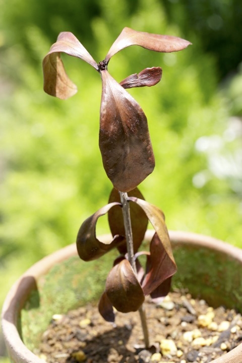 ３年目のモチノキ