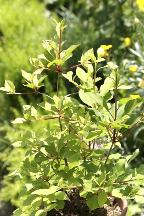 ４年目のサラサドウダン