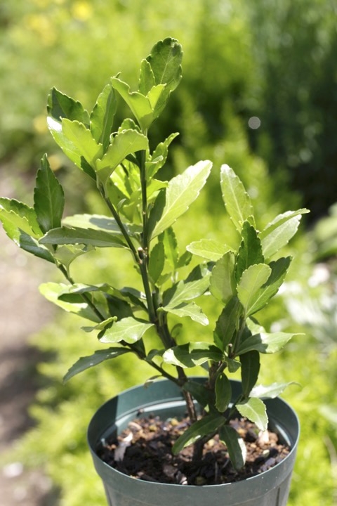 ３年目のマサキ