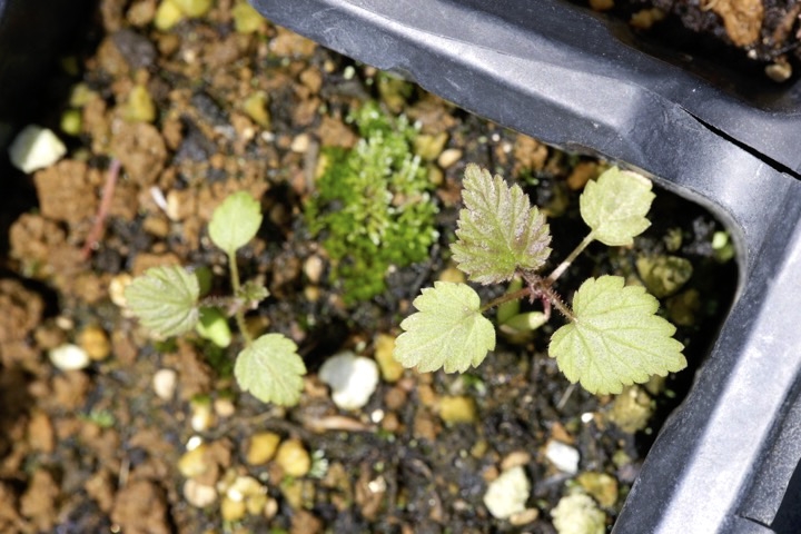 ラズベリーの発芽