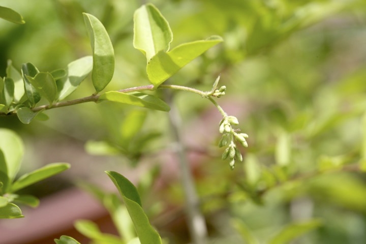 イボタノキの蕾