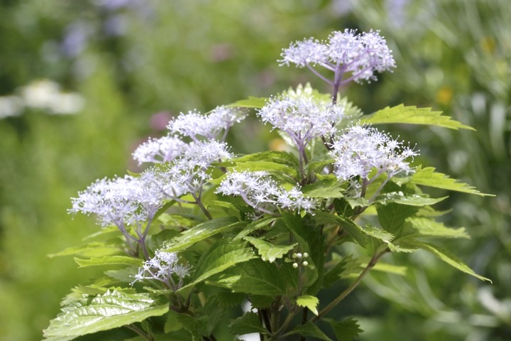 コアジサイの開花