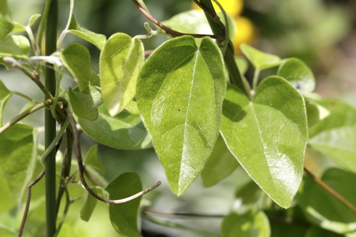 アオツヅラフジの葉