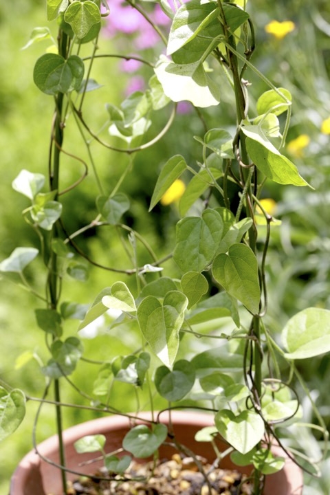 3年目のアオツヅラフジ