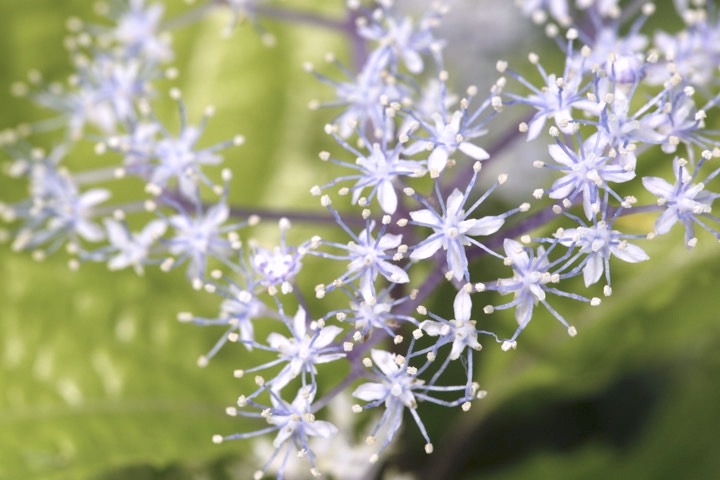 コアジサイの開花