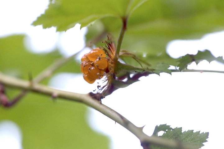 モミジイチゴの実