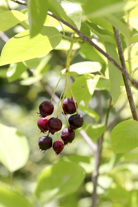 ジューンベリーの実