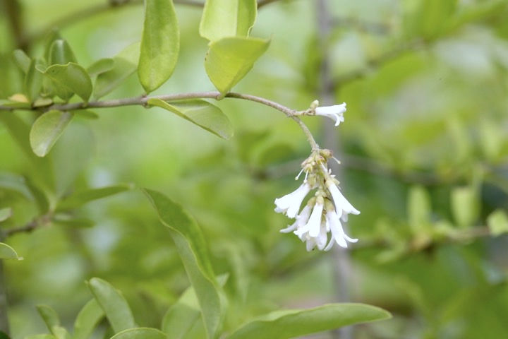 イボタノキの開花