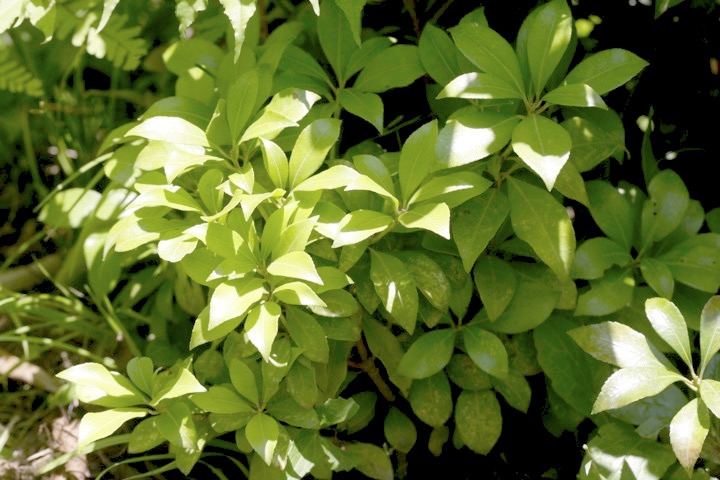 ４年目のアセビ