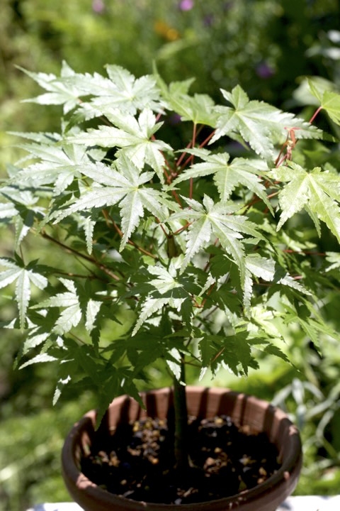 ４年目のイロハモミジ