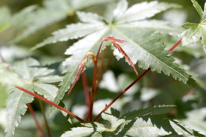 ４年目のイロハモミジ