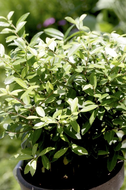 ４年目のイヌツゲ